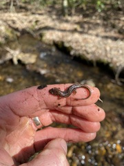 Desmognathus ocoee