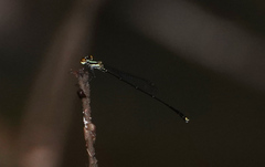 Elattoneura analis