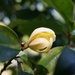 Magnolia champaca pubinervia - Photo (c) Han-Ting Liu, μερικά δικαιώματα διατηρούνται (CC BY-NC), uploaded by Han-Ting Liu