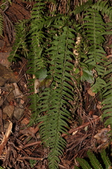 Polystichum