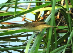 Acrocephalus stentoreus