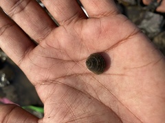 Euchelus asper