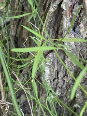 Orthosia scoparia