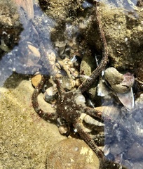 Ophioderma panamense