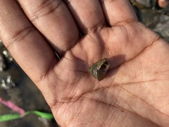 Euchelus asper