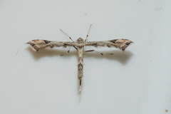 Stenoptilodes taprobanes