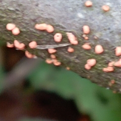 Nectria cinnabarina