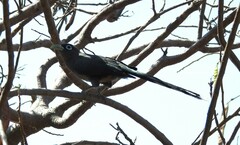 Phaenicophaeus viridirostris