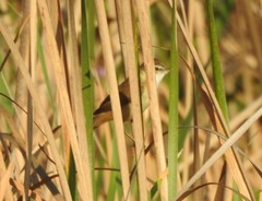 Acrocephalus agricola