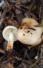 Pholiota lenta
