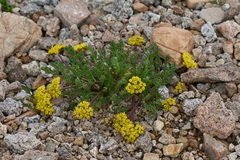 Oreoxis alpina