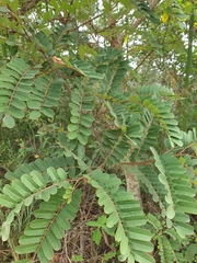 Stryphnodendron polyphyllum