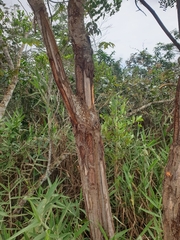 Stryphnodendron polyphyllum