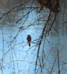 Mimus polyglottos