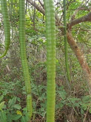 Stryphnodendron polyphyllum
