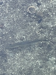 Centropomus undecimalis