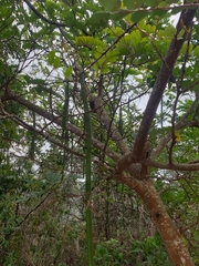 Stryphnodendron polyphyllum