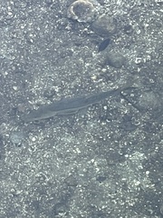 Centropomus undecimalis