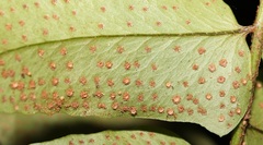 Cyrtomium fortunei clivicola
