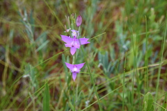 Calopogon tuberosus