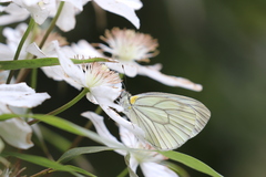 Pieris erutae