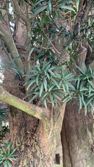 Podocarpus macrophyllus