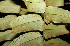 Cyrtomium fortunei clivicola