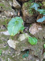 Arisarum vulgare