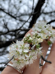Prunus angustifolia