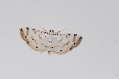 Pycnarmon cribrata