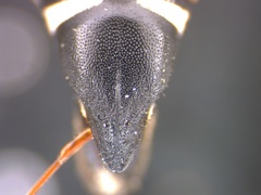 Coelioxys conoideus