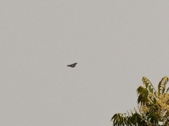 Graphium leonidas leonidas