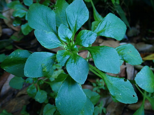 Aichryson pachycaulon, photograph 6