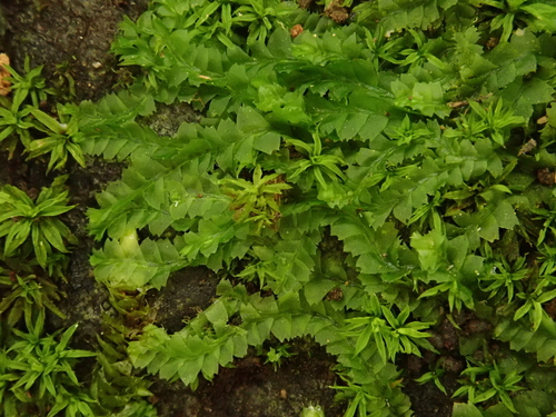 Lophocolea heterophylla image