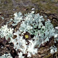 Physcia adscendens