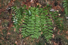 Cyrtomium fortunei clivicola