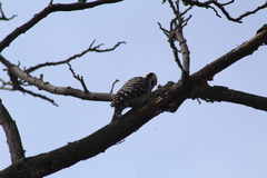 Dendrocopos analis