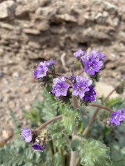 Phacelia crenulata