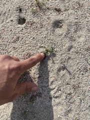 Eremocarya micrantha