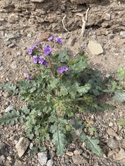 Phacelia crenulata