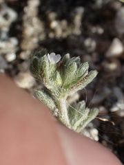 Eremocarya micrantha