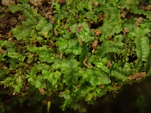 Lophocolea heterophylla image