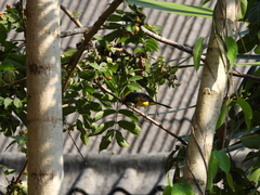 Melanochlora sultanea