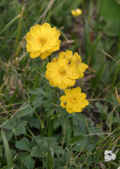 Trollius dschungaricus