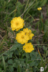 Trollius dschungaricus