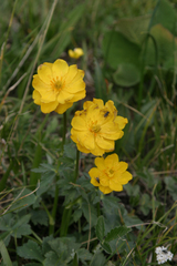 Trollius dschungaricus