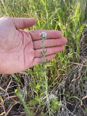 Cryptantha muricata jonesii