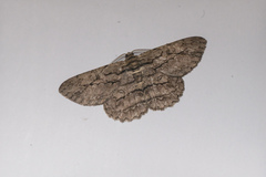 Hypomecis transcissa