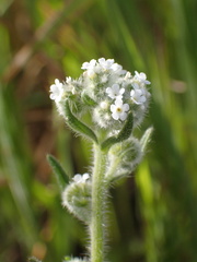 Cryptantha muricata jonesii