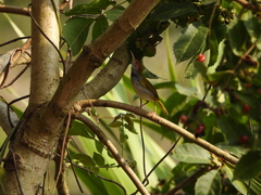 Orthotomus atrogularis